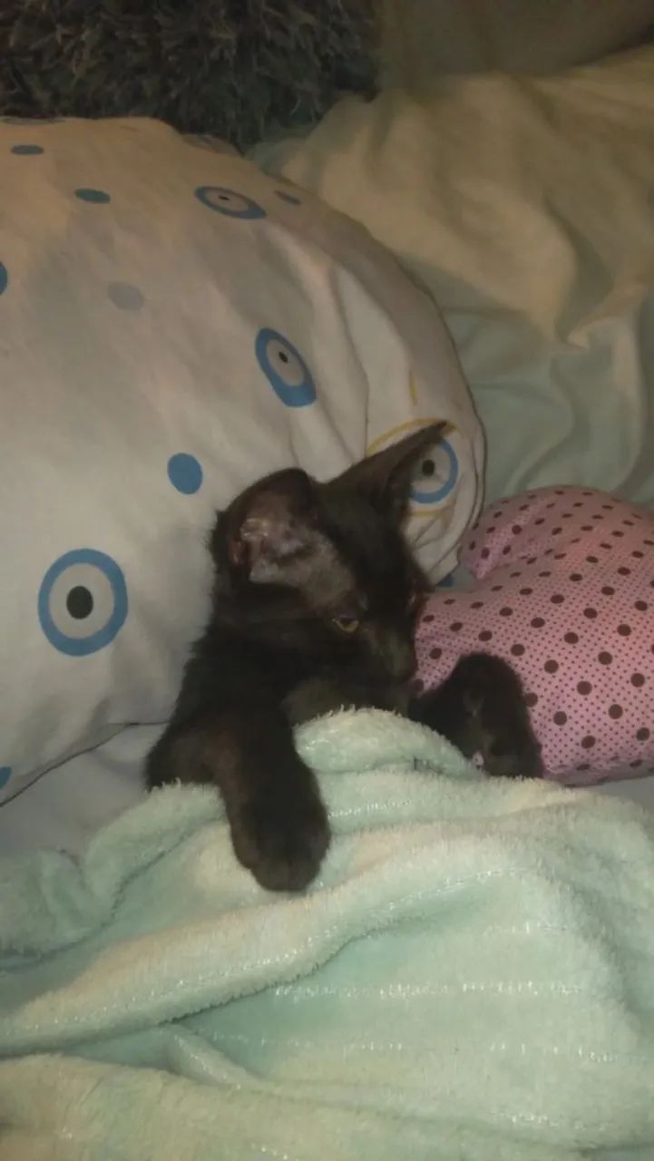 Doação gatinho filhote macho 