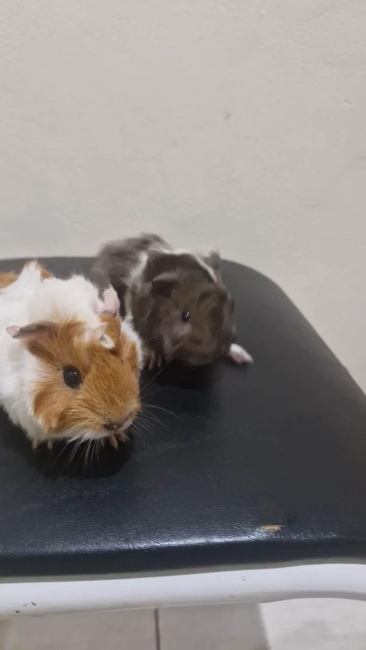 Porquinho Da Índia - Abissínio  - Foto 2