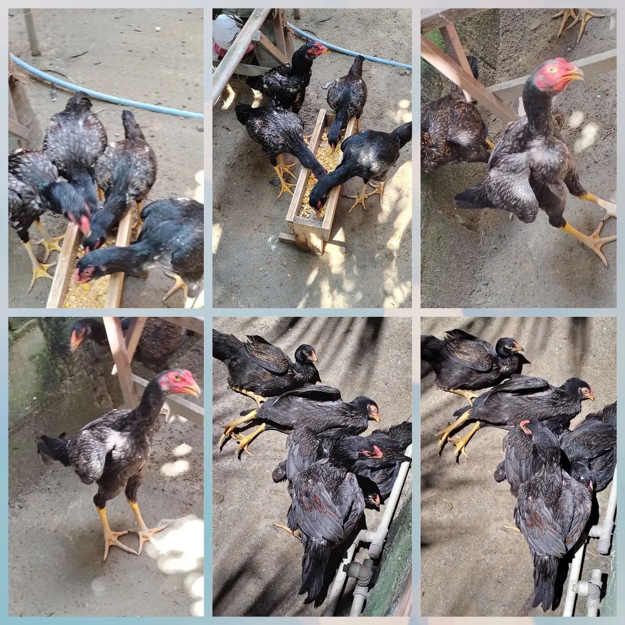 Frango e frangas entre 5 e 6 meses casal r$ 500 individual r$300 - Foto 2