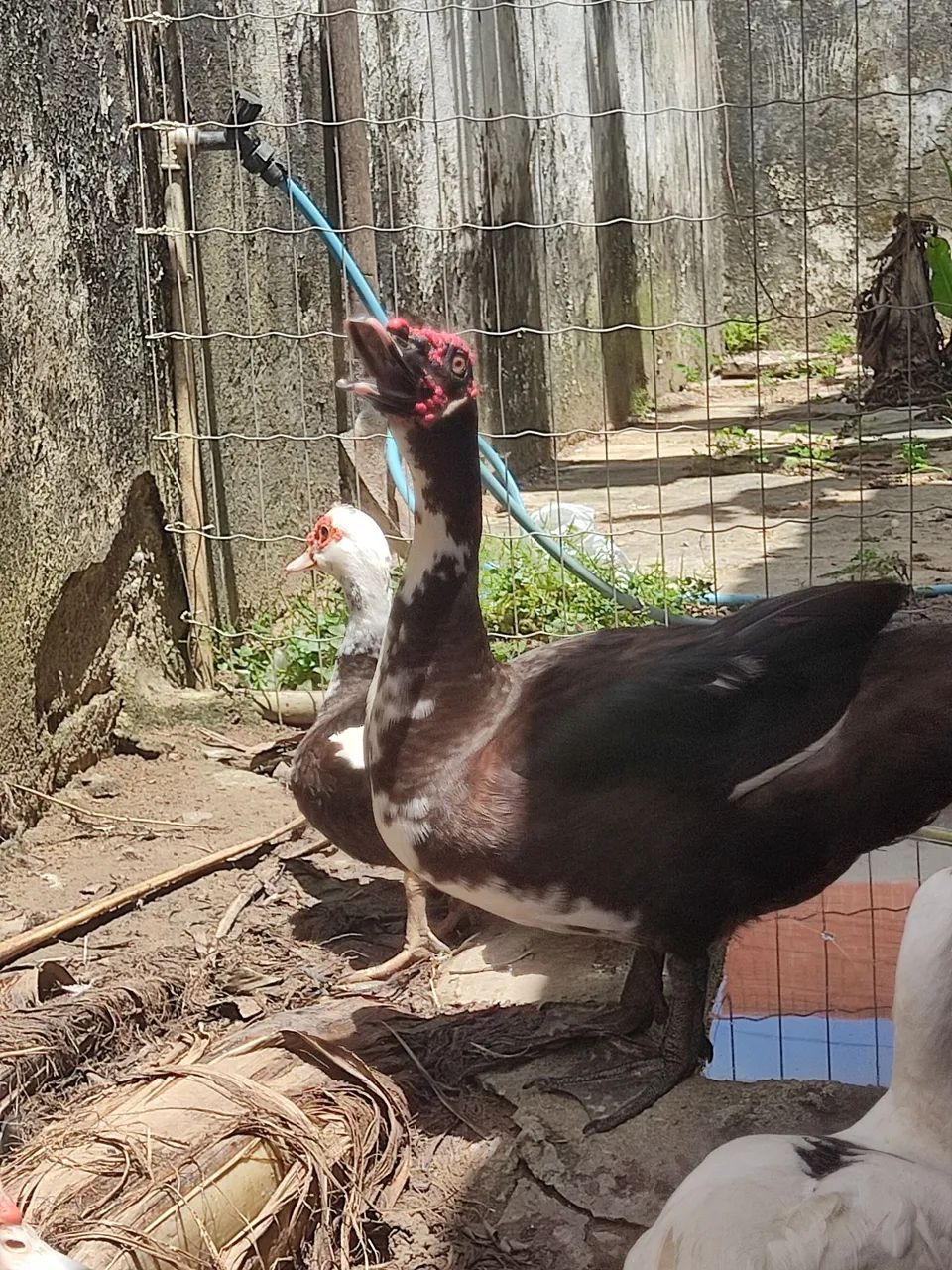 Pato - Foto 2
