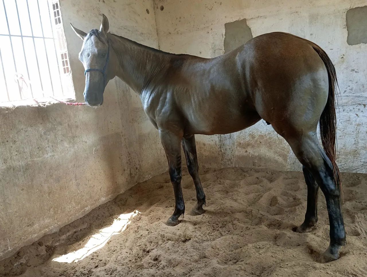 Potro Quarto de Milha  - Foto 4