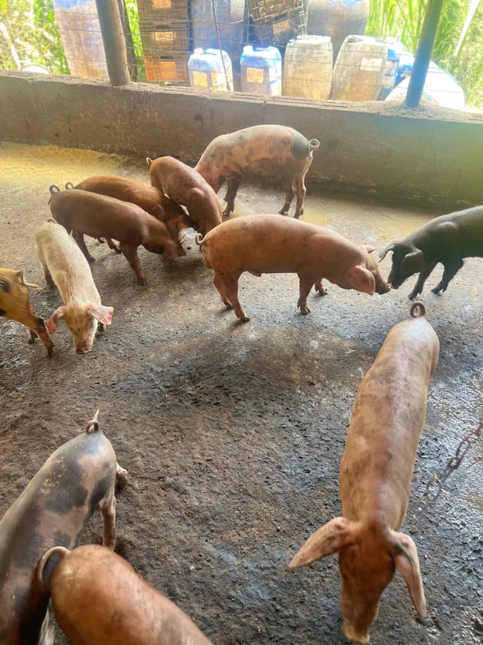 Porcos leitões  duroc e piau 