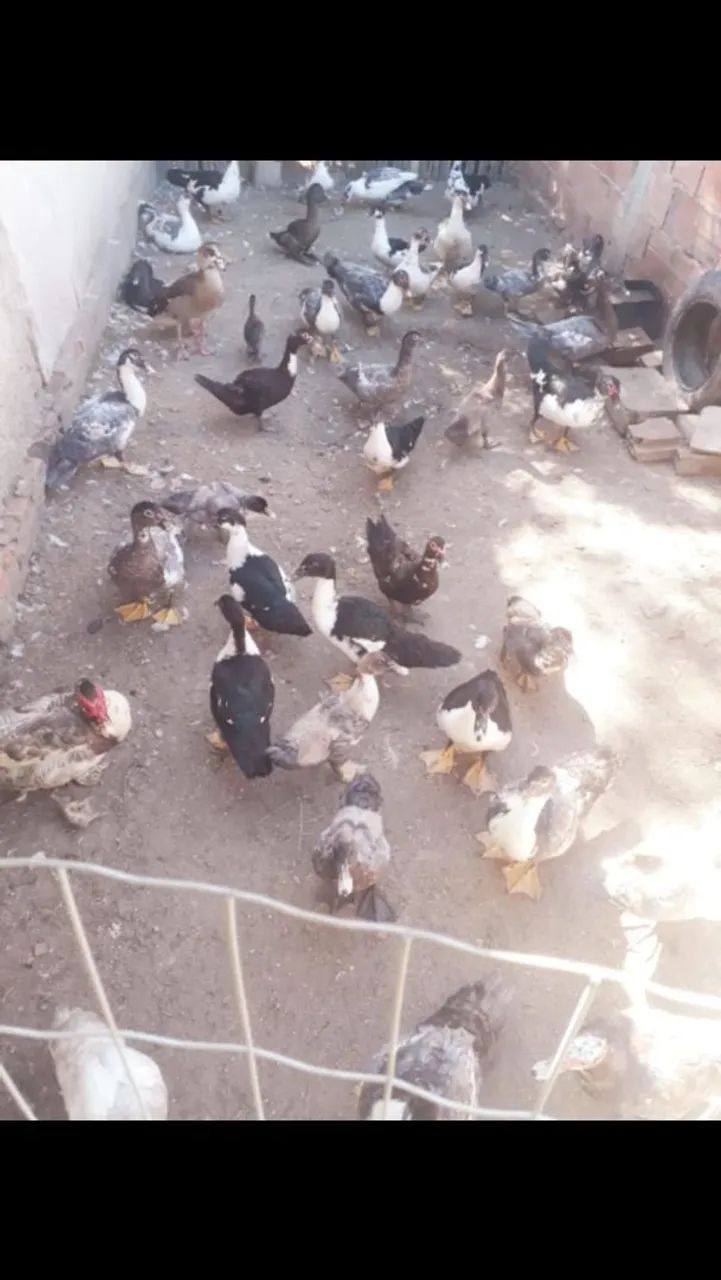 Aves