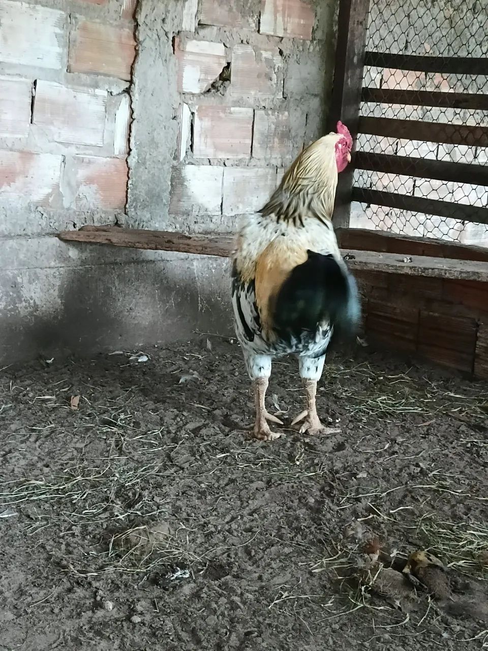 Vendo um lindo galo reprodutor - Foto 3