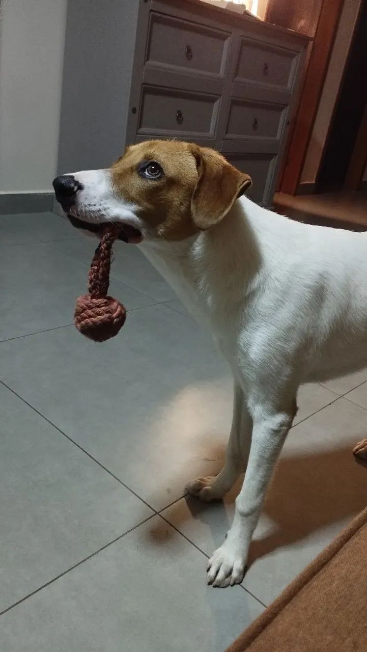 Doação de cachorro - Foto 2