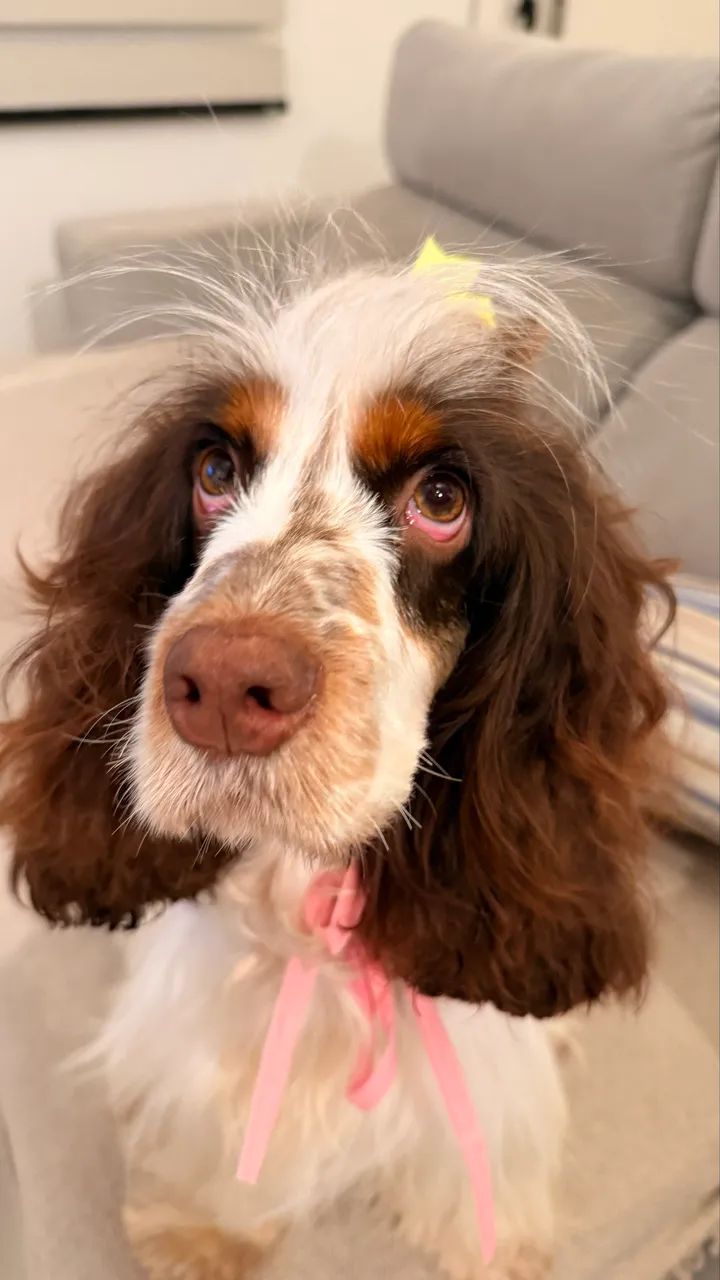 Cocker spaniel fêmea  - Foto 5