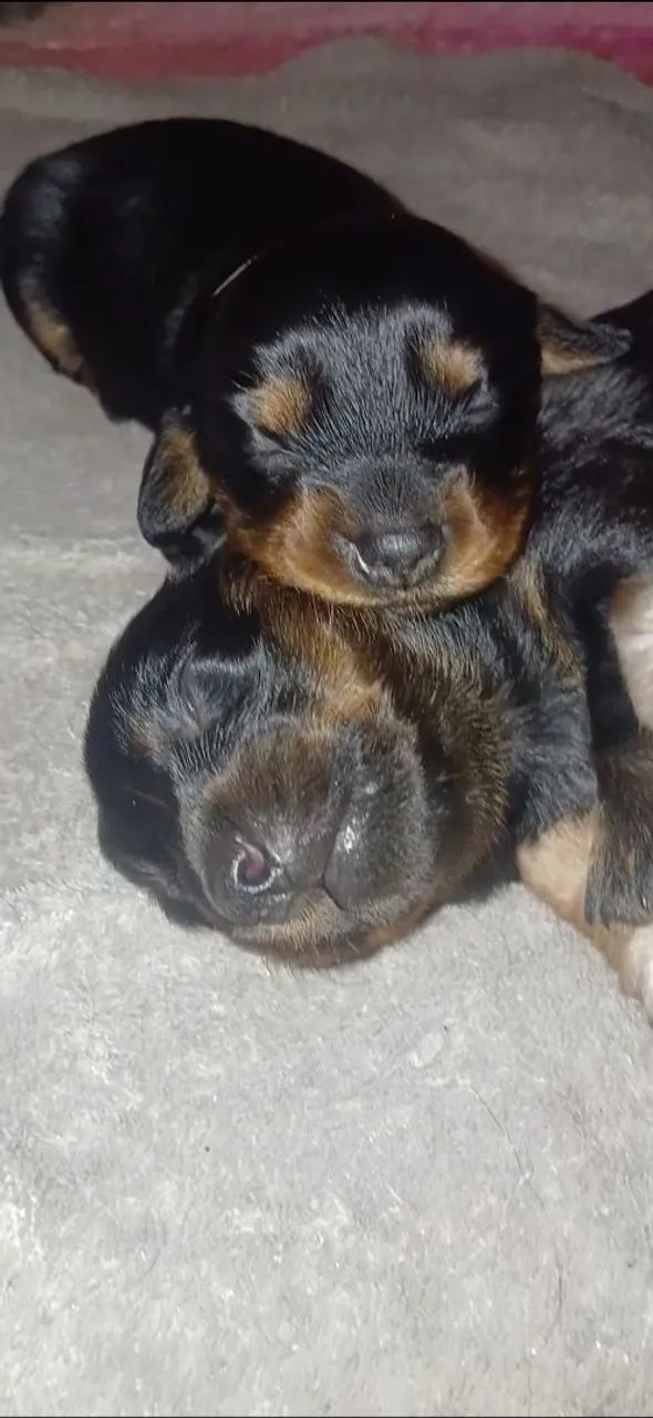 Dachshund miniatura  - Foto 4