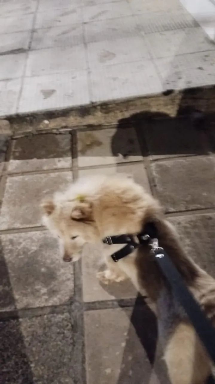 Chow chow - Foto 2