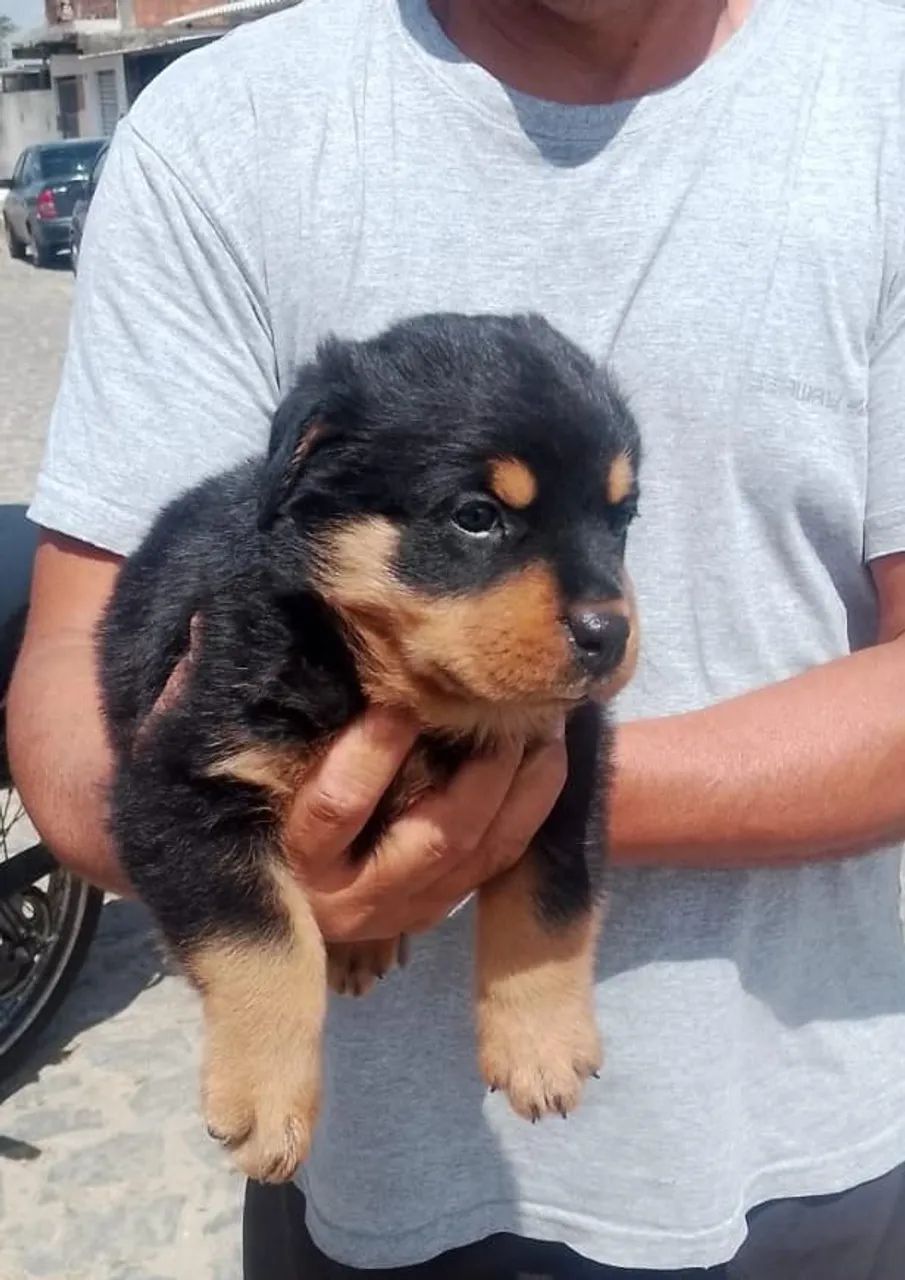 Filhotes de Rottweiler Cabeçudos 