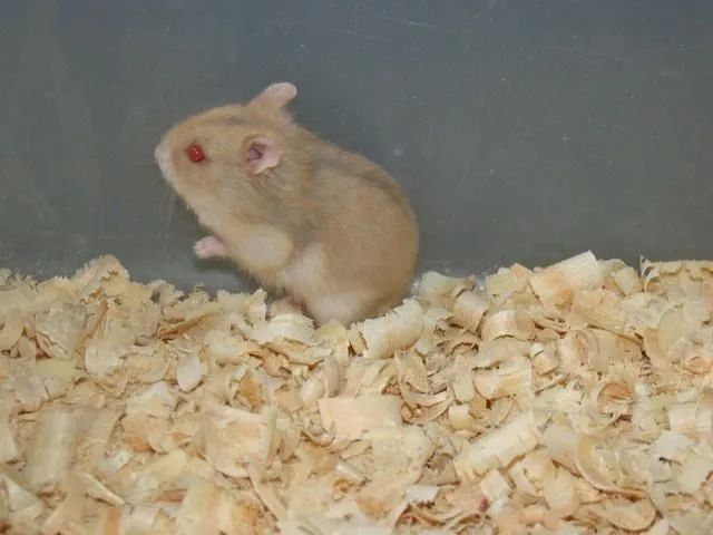 Hamster Anão Russo 