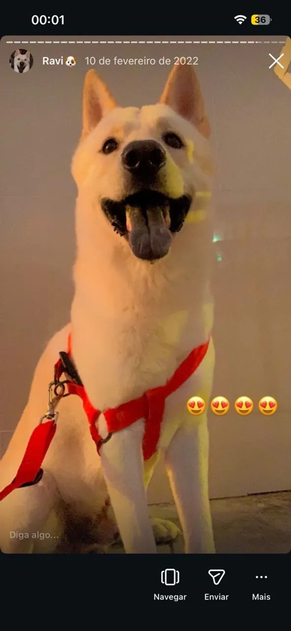 Cachorro chowchow com pastor suíço  - Foto 4