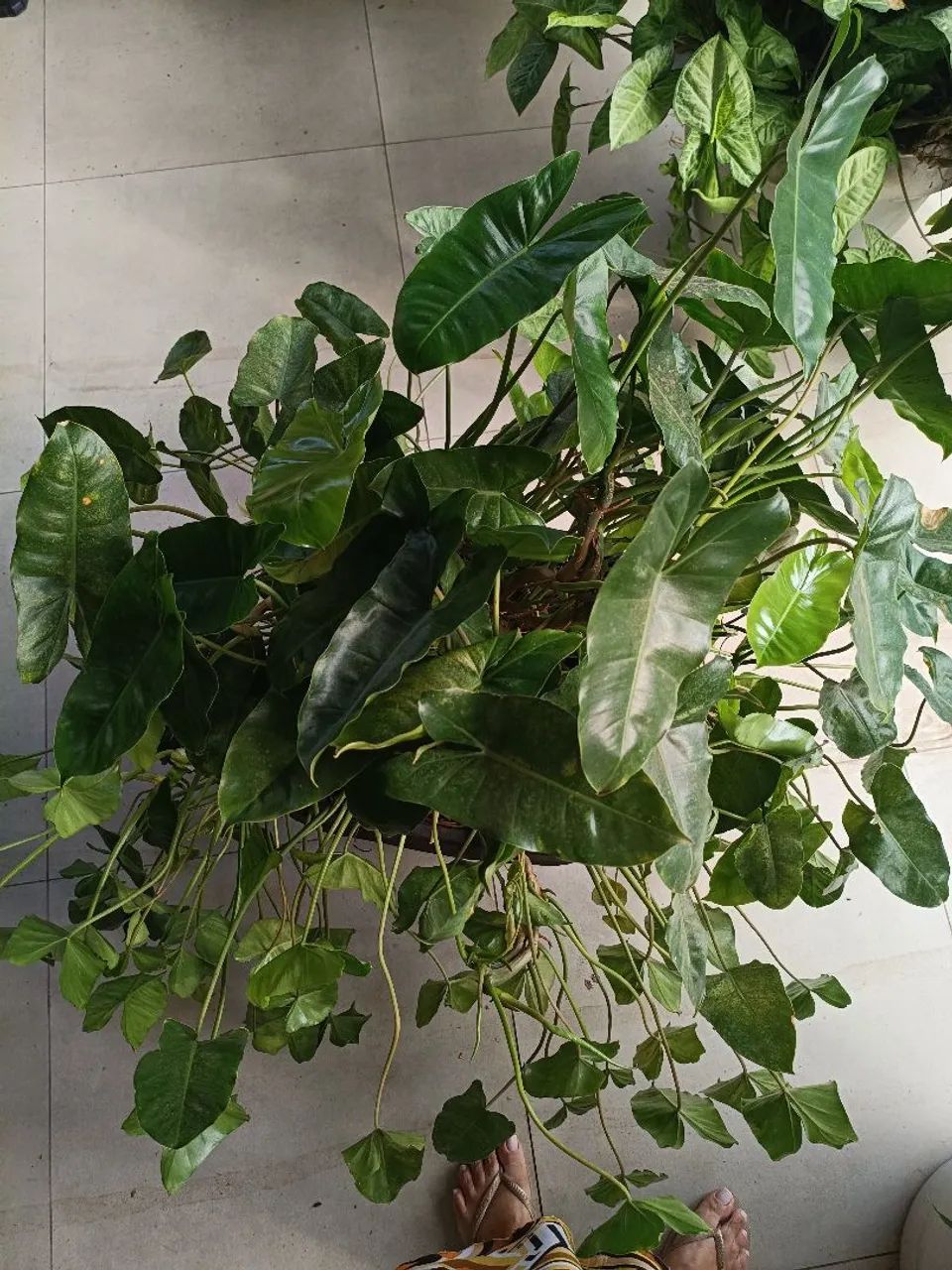 Planta  - Foto 5