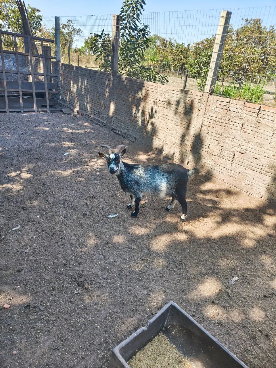 Vendo mini cabra fêmea - Foto 2