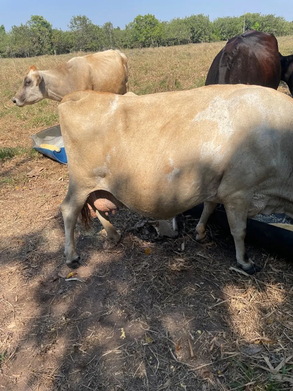Vaca leiteira Jersey - Foto 3