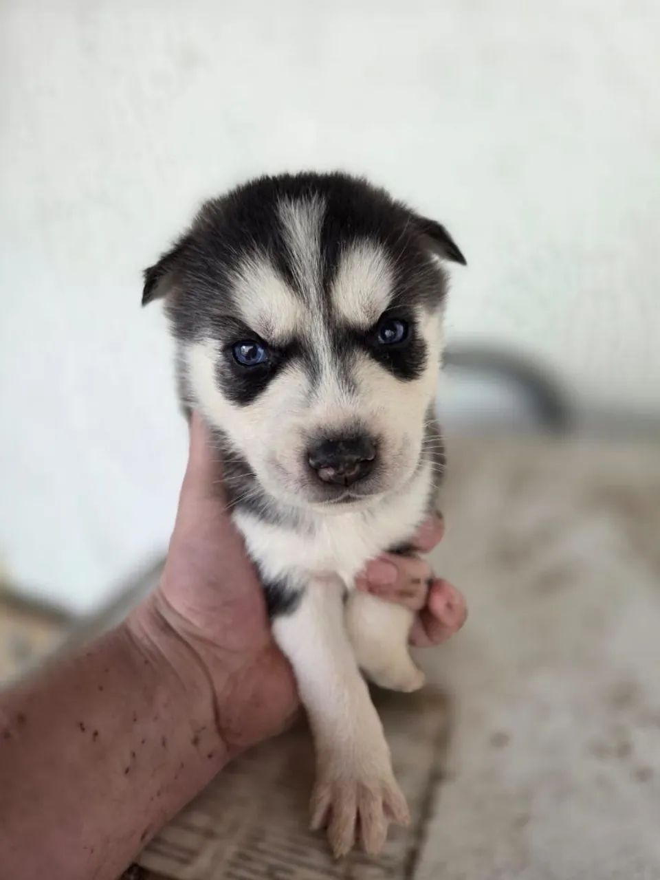 Husky siberiano  - Foto 5