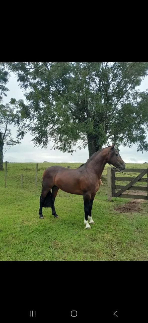 Garanhão Crioulo 