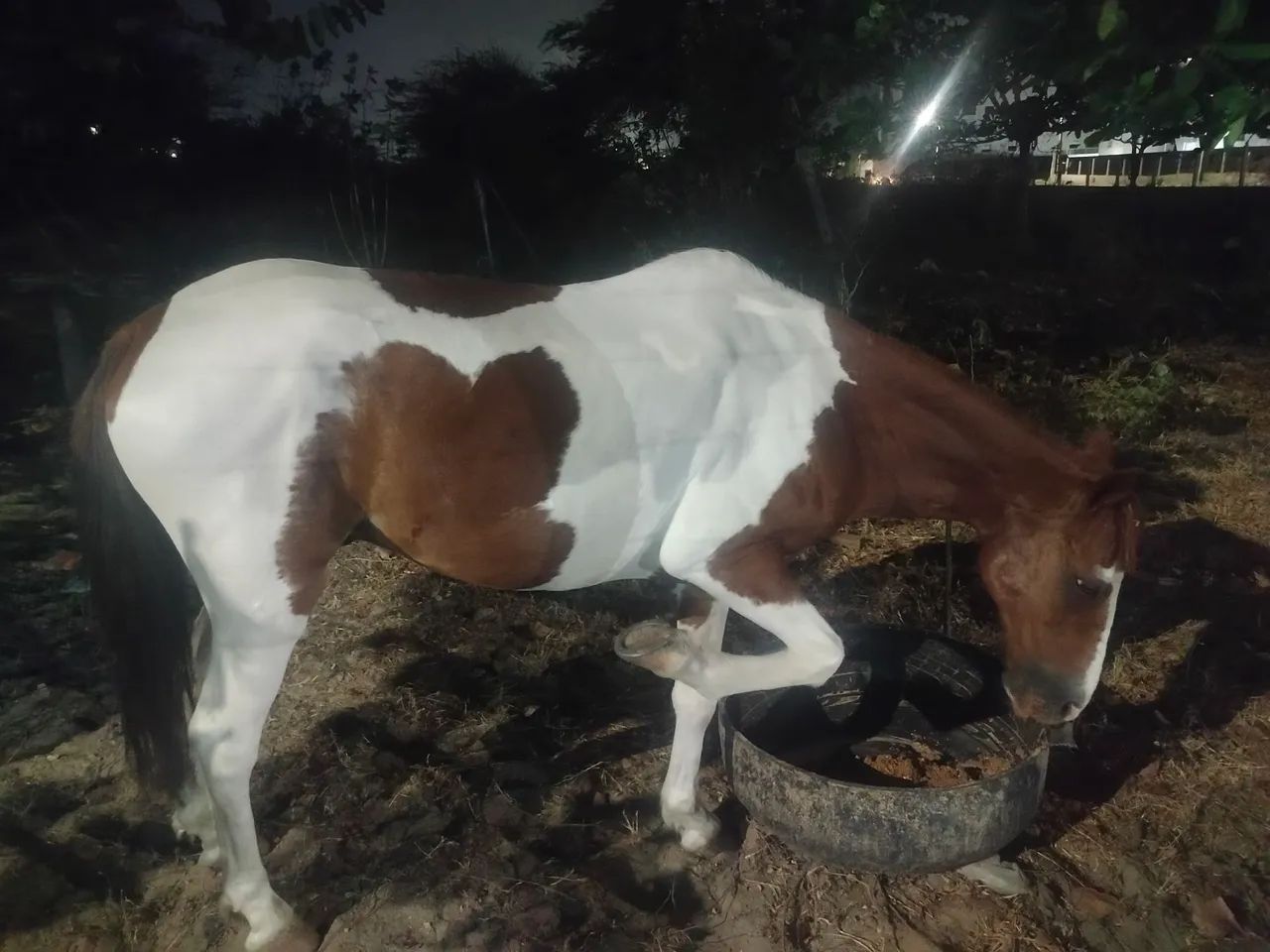 Animais  - Foto 3