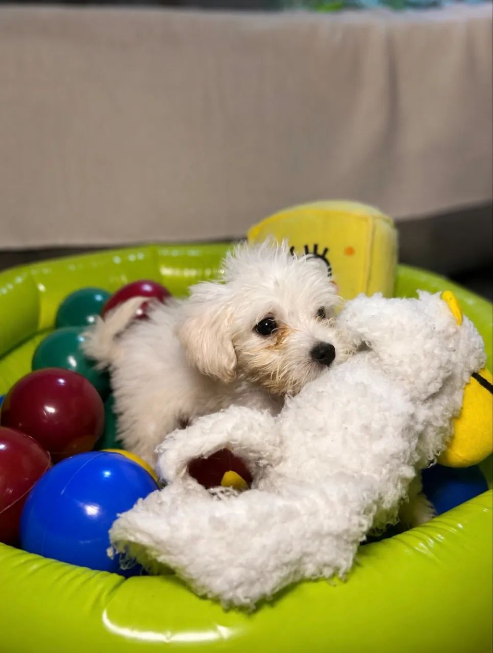 Poodle toy - Foto 4