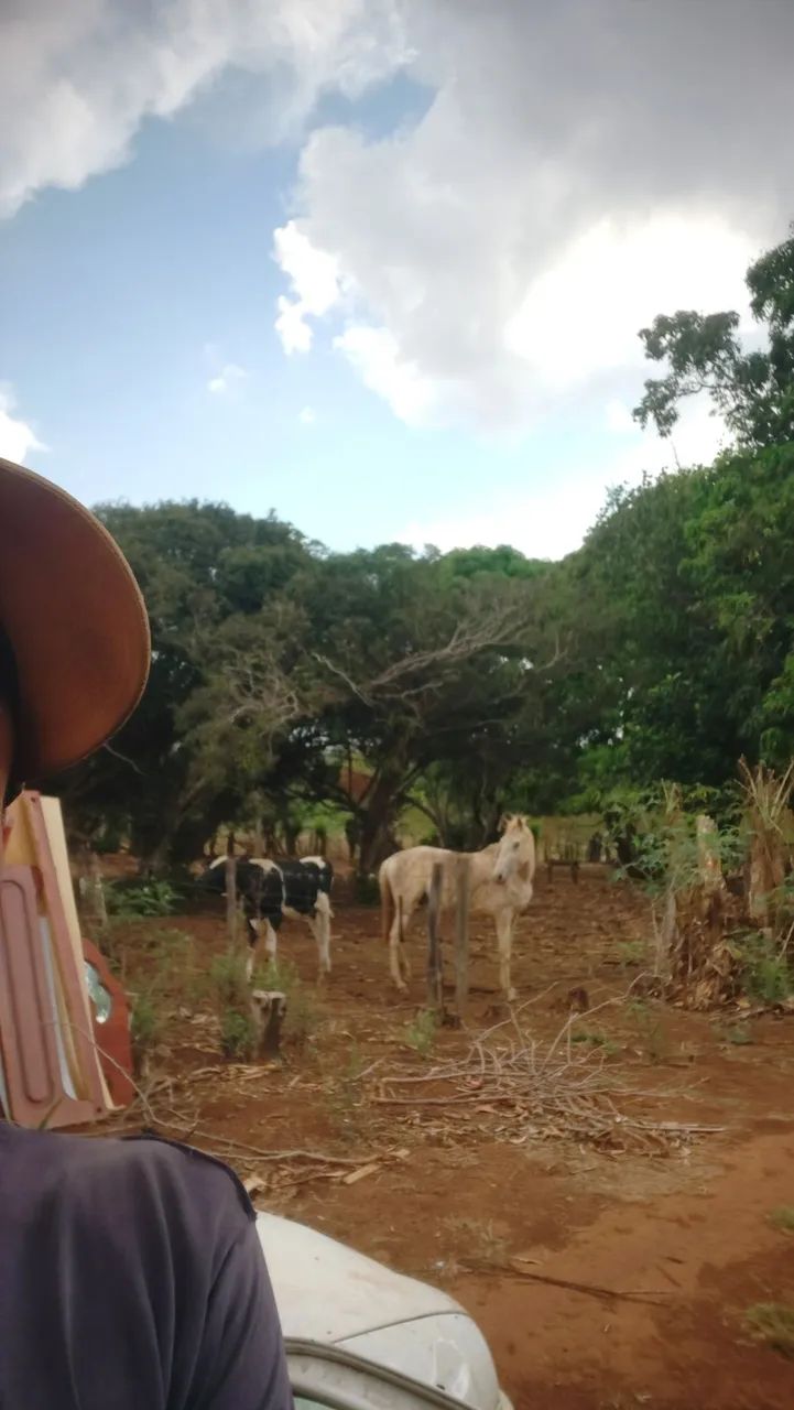 Serviços de ajudante 