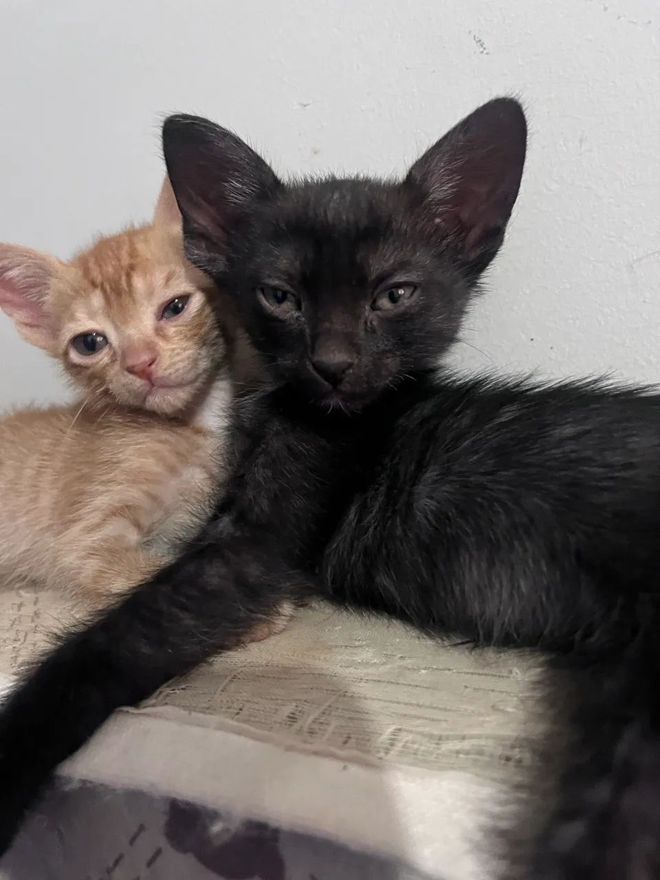 Pet - Foto 5