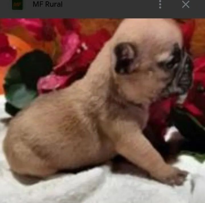 Bul Dog Francês 
