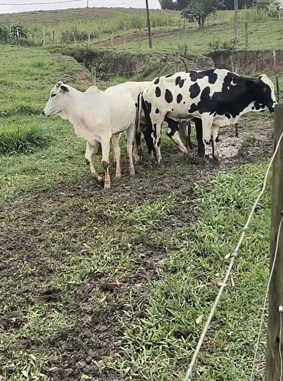 2 Novilhas e 3 garrotes anelorado  - Foto 3