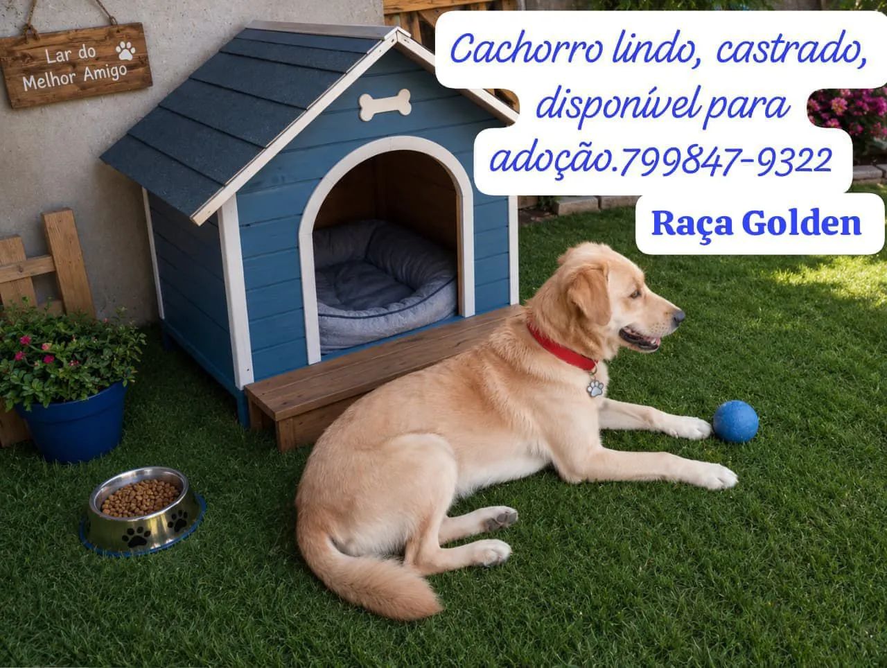 Pets para adoção! - Foto 2
