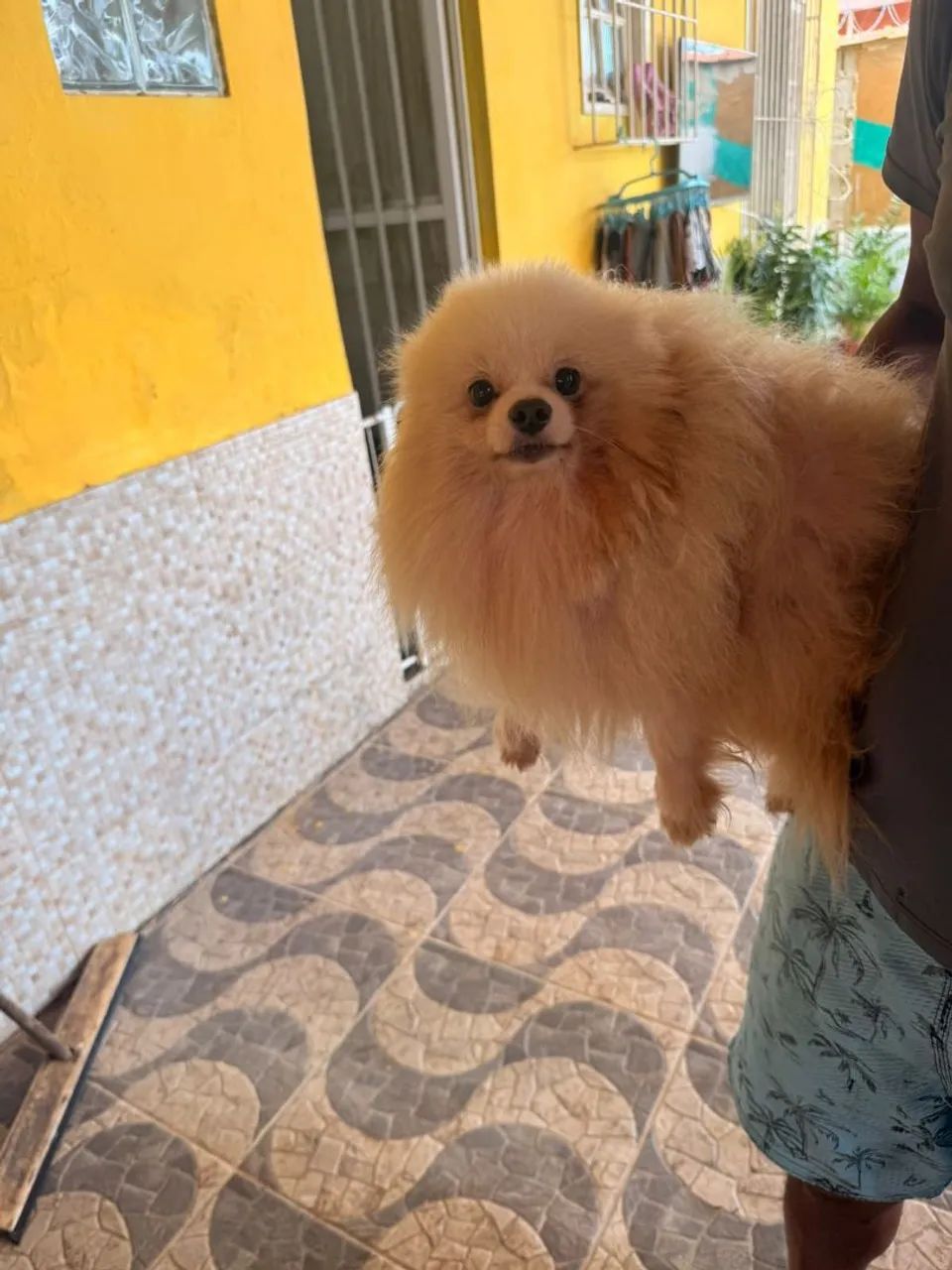 Cachorro 