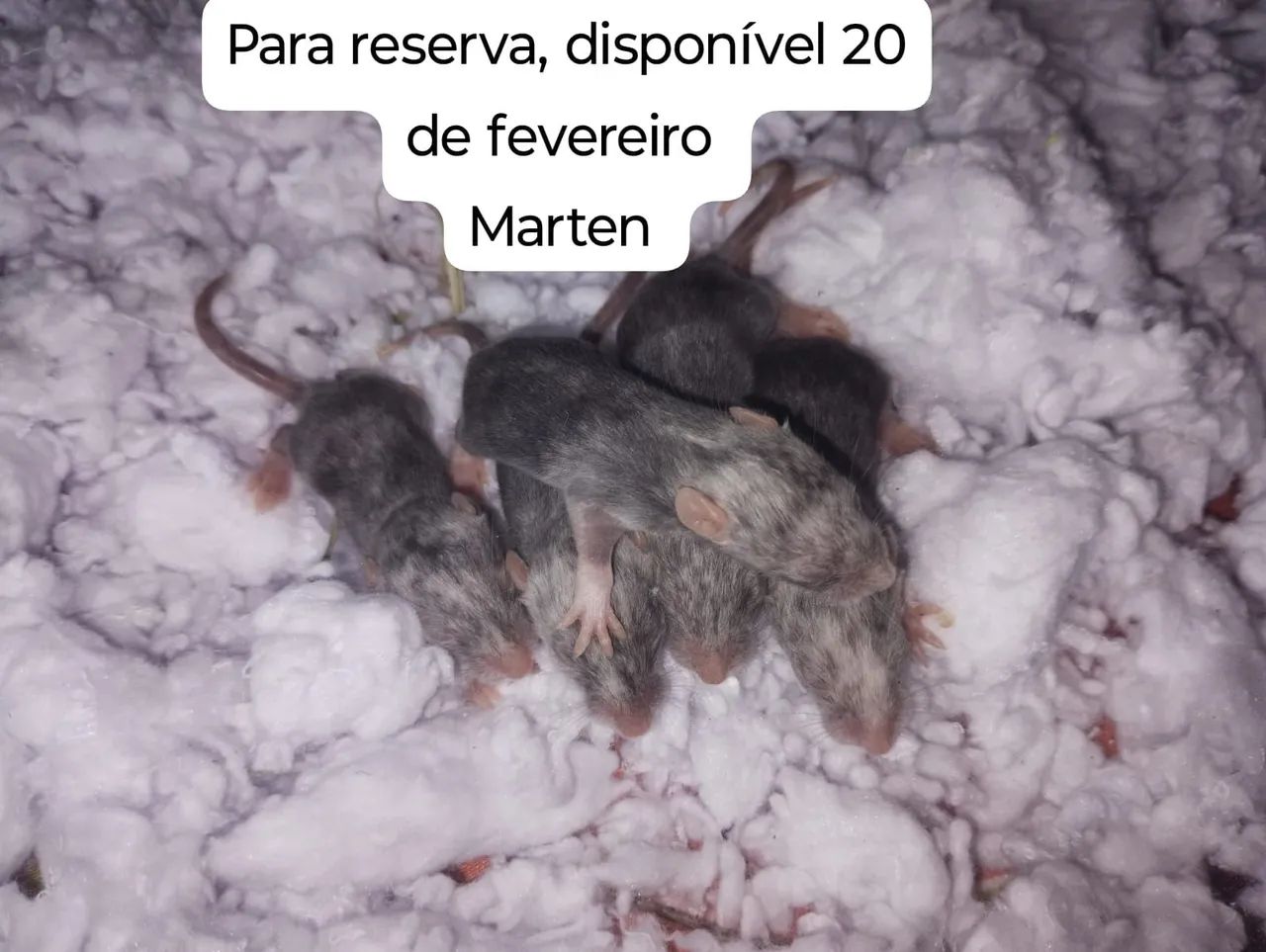 Ratos Twister para pet.  - Foto 3