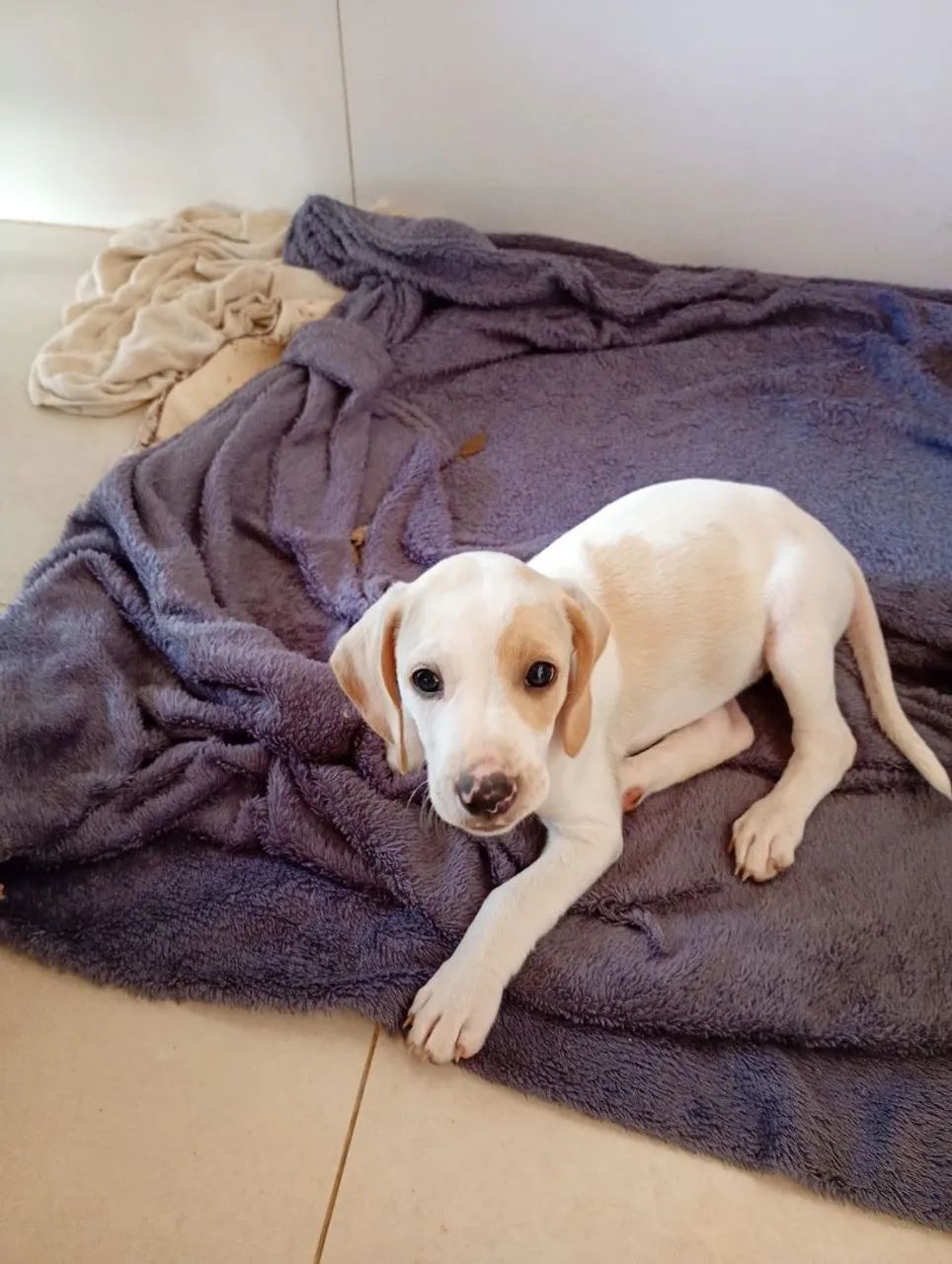 Filhotes de beagle à venda - Foto 2