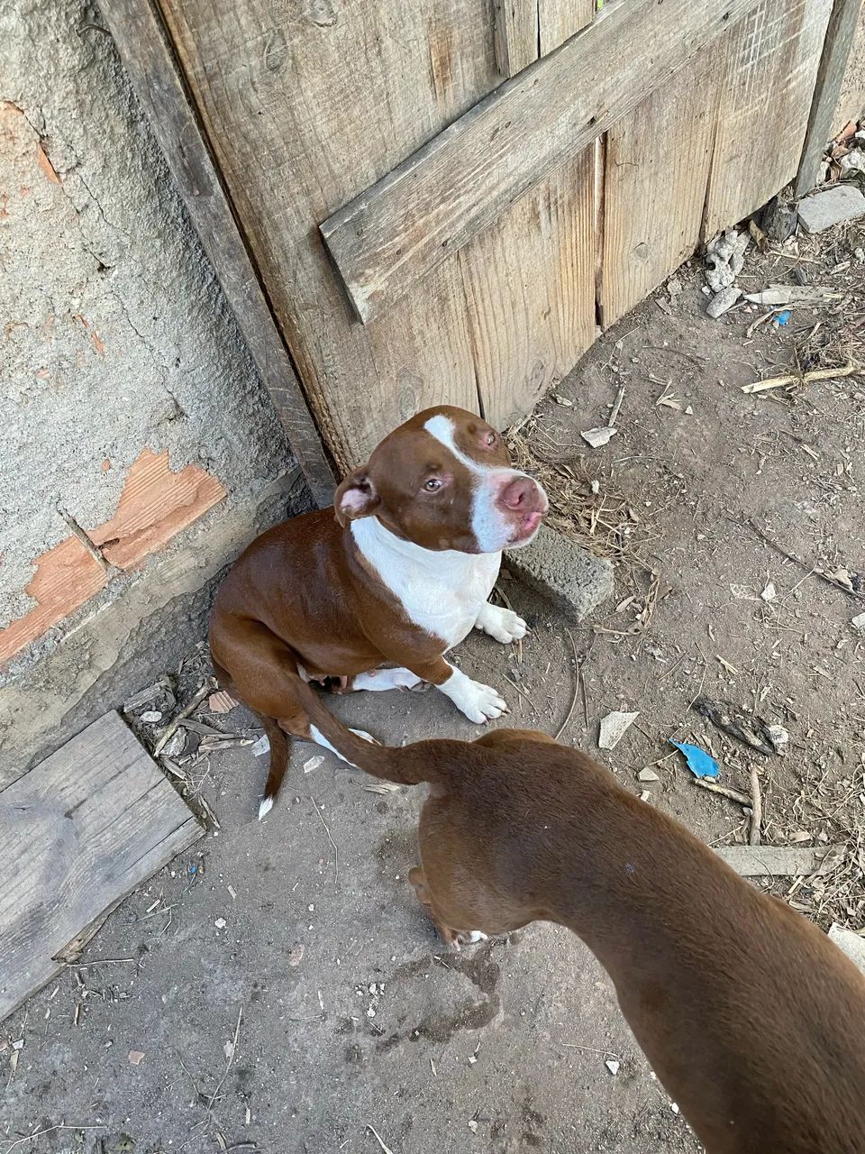 Pitbull Fêmea  - Foto 3