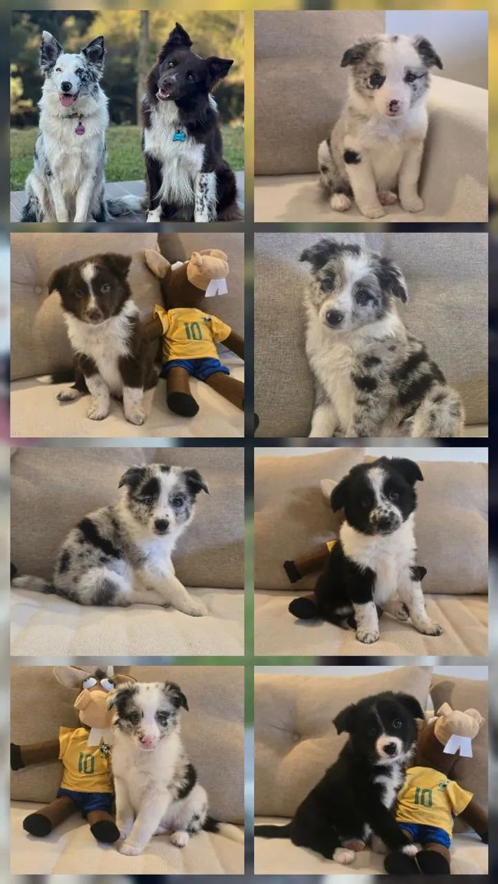 Filhotes de Border Collie - Foto 4