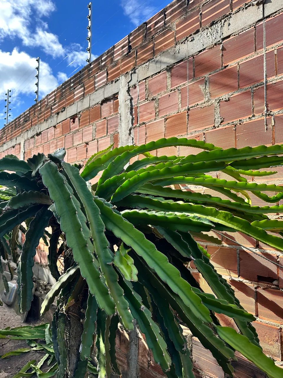Mudas de pitaya 