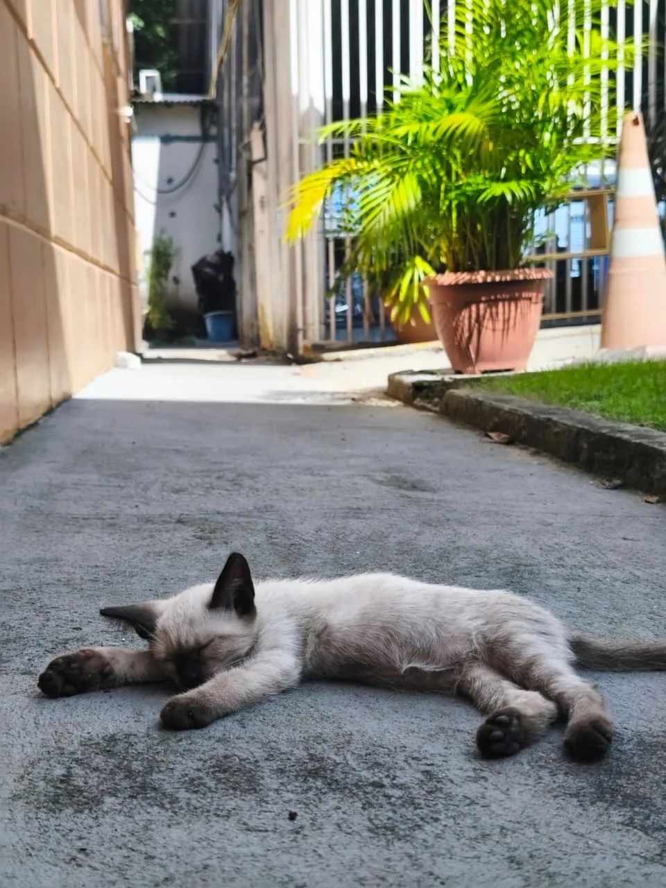 Doação de gatinho siamês 