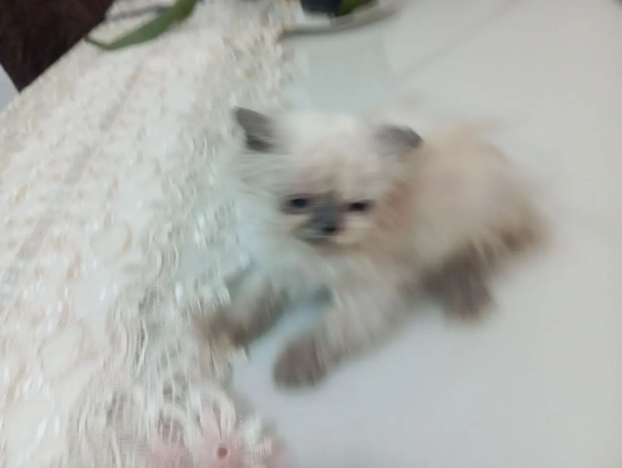 Gato persa  - Foto 4