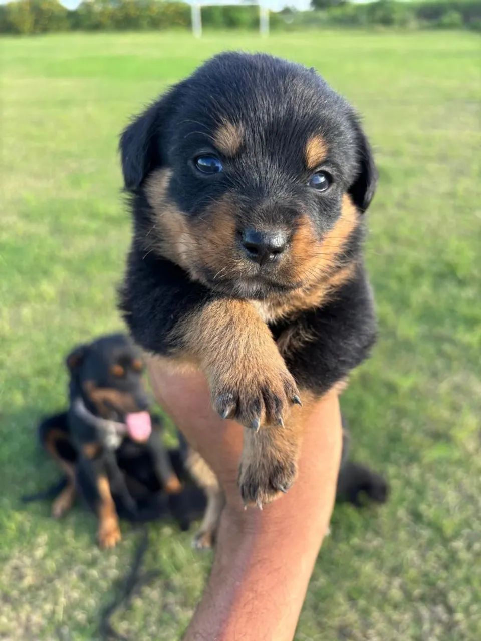 Filhotes de rottweiler - Foto 3