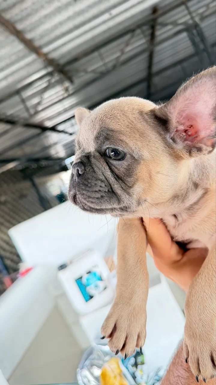 Buldogue  - Foto 3