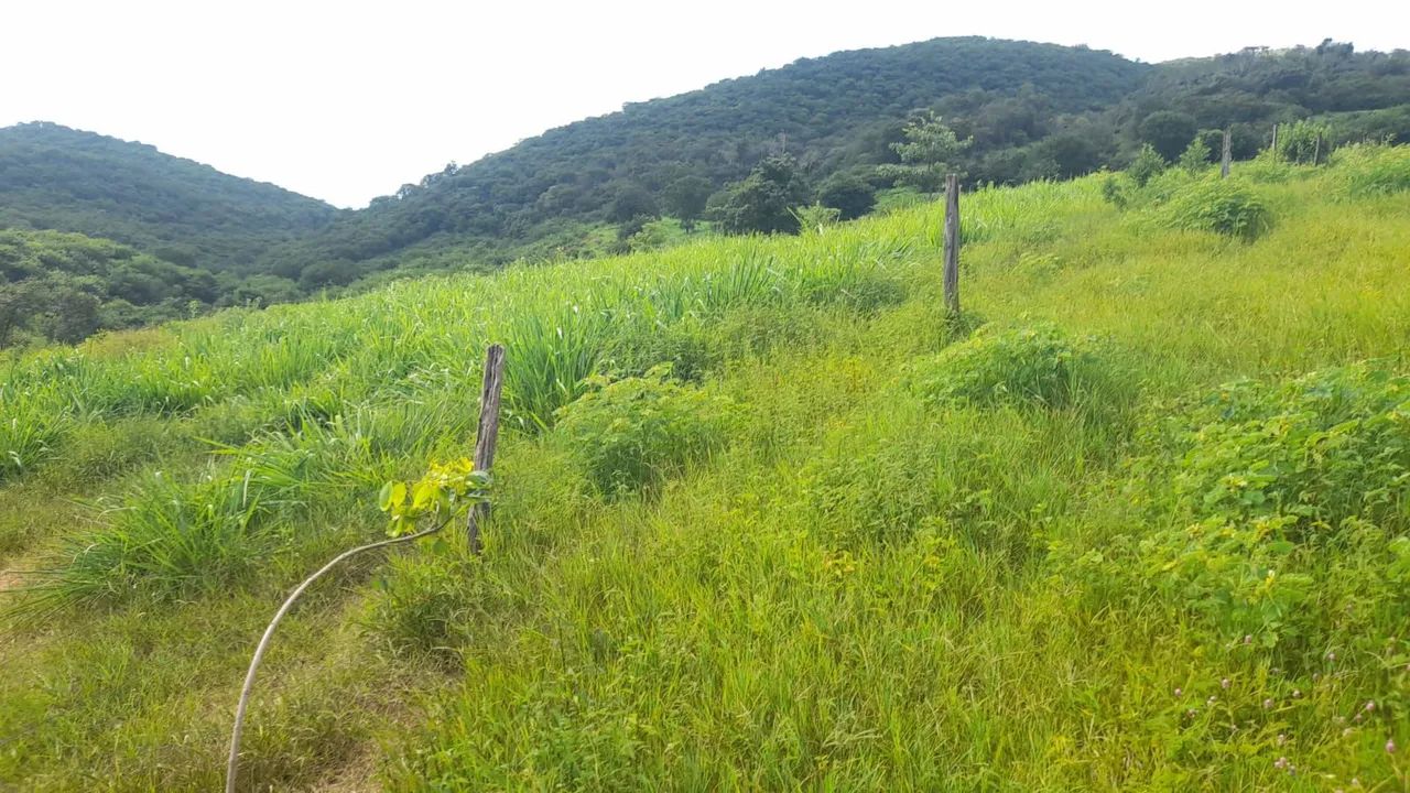 Fazendinha 14 Alqueires Praticamente dentro da cidade.. - Foto 4