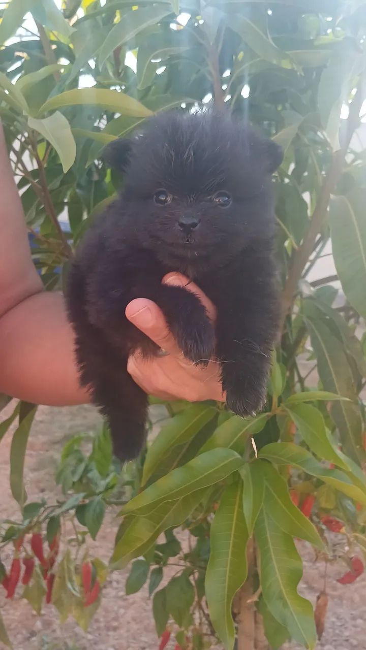 Spitz Alemão  - Foto 3
