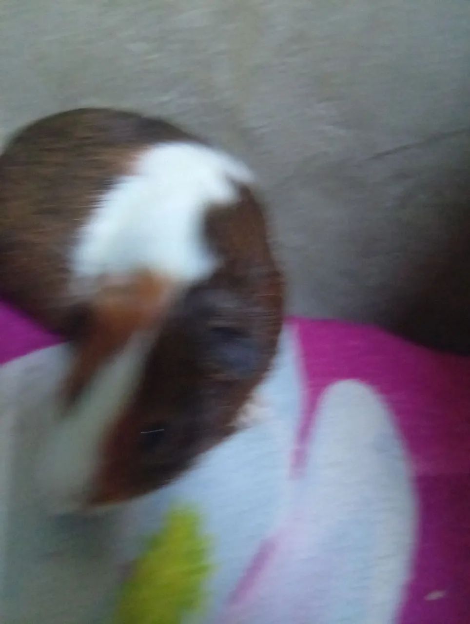 Vendo preá 45 reais. - Foto 3