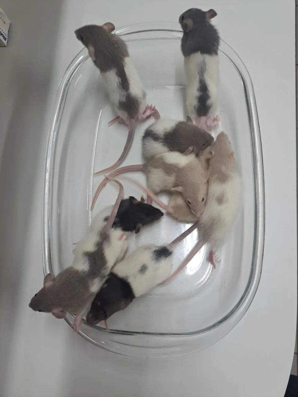 Ratos Twister Petz  - Foto 5