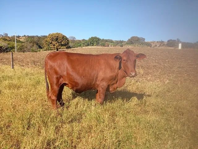 Novilha senepol prenha 5.500 . * - Foto 3