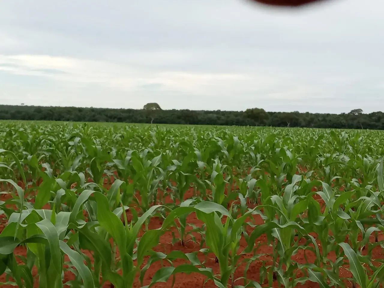 Fazenda a venda, Oportunidade em Talismã- To - Foto 2