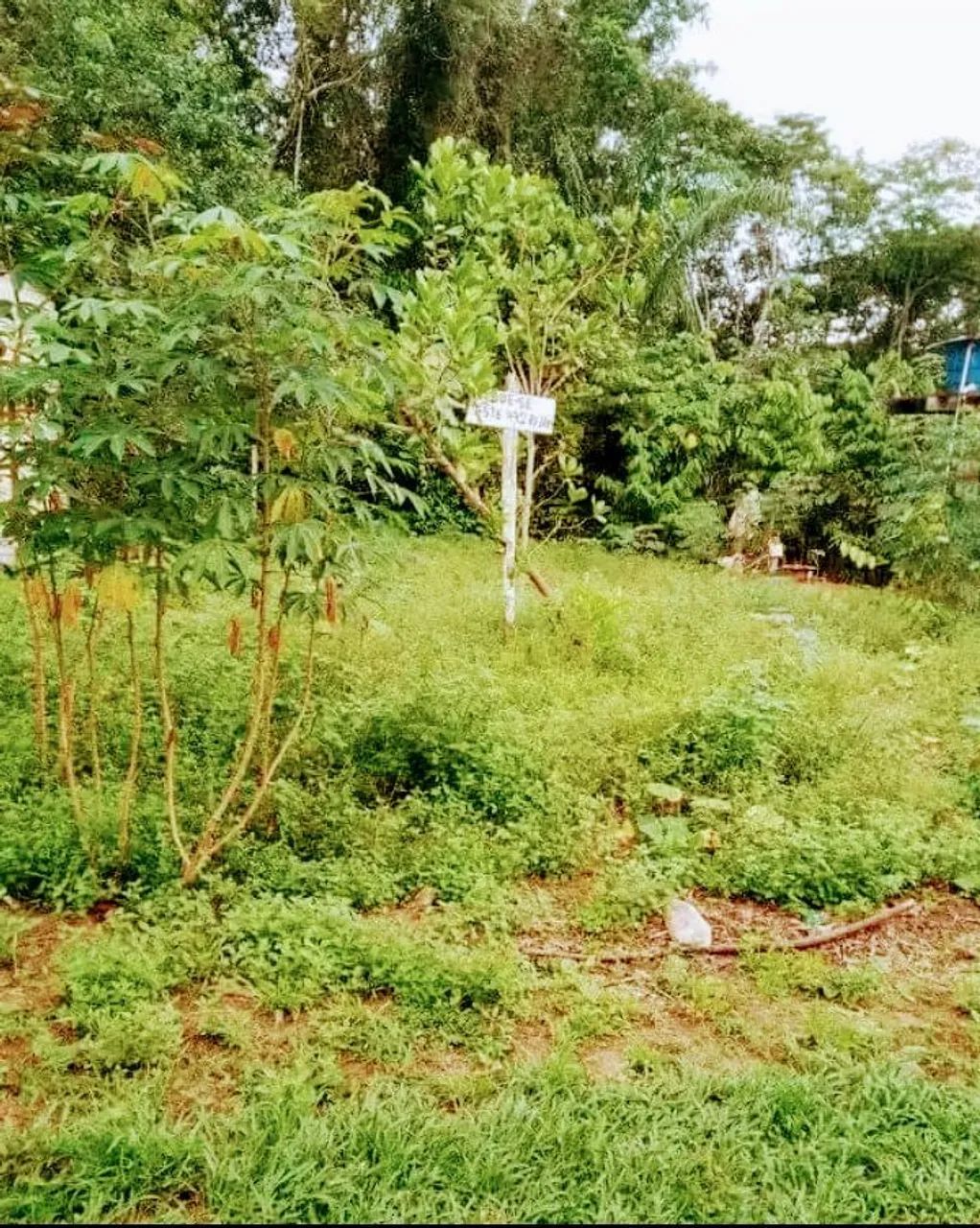 Foto - Manaus - Aleixo