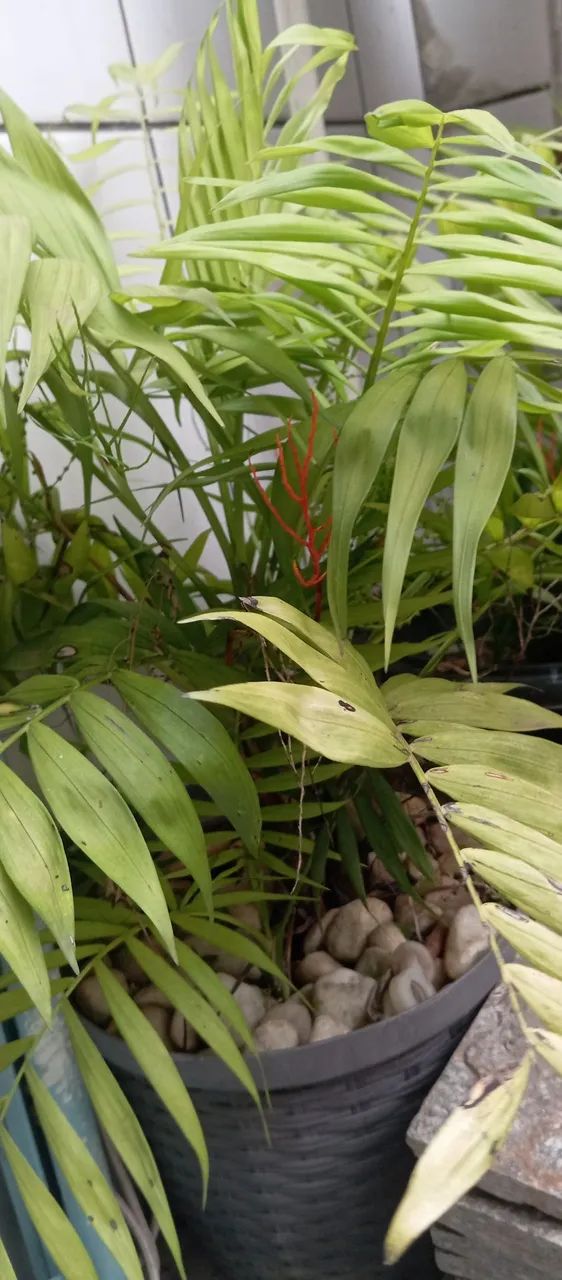 Vendo todas essas plantas  - Foto 5