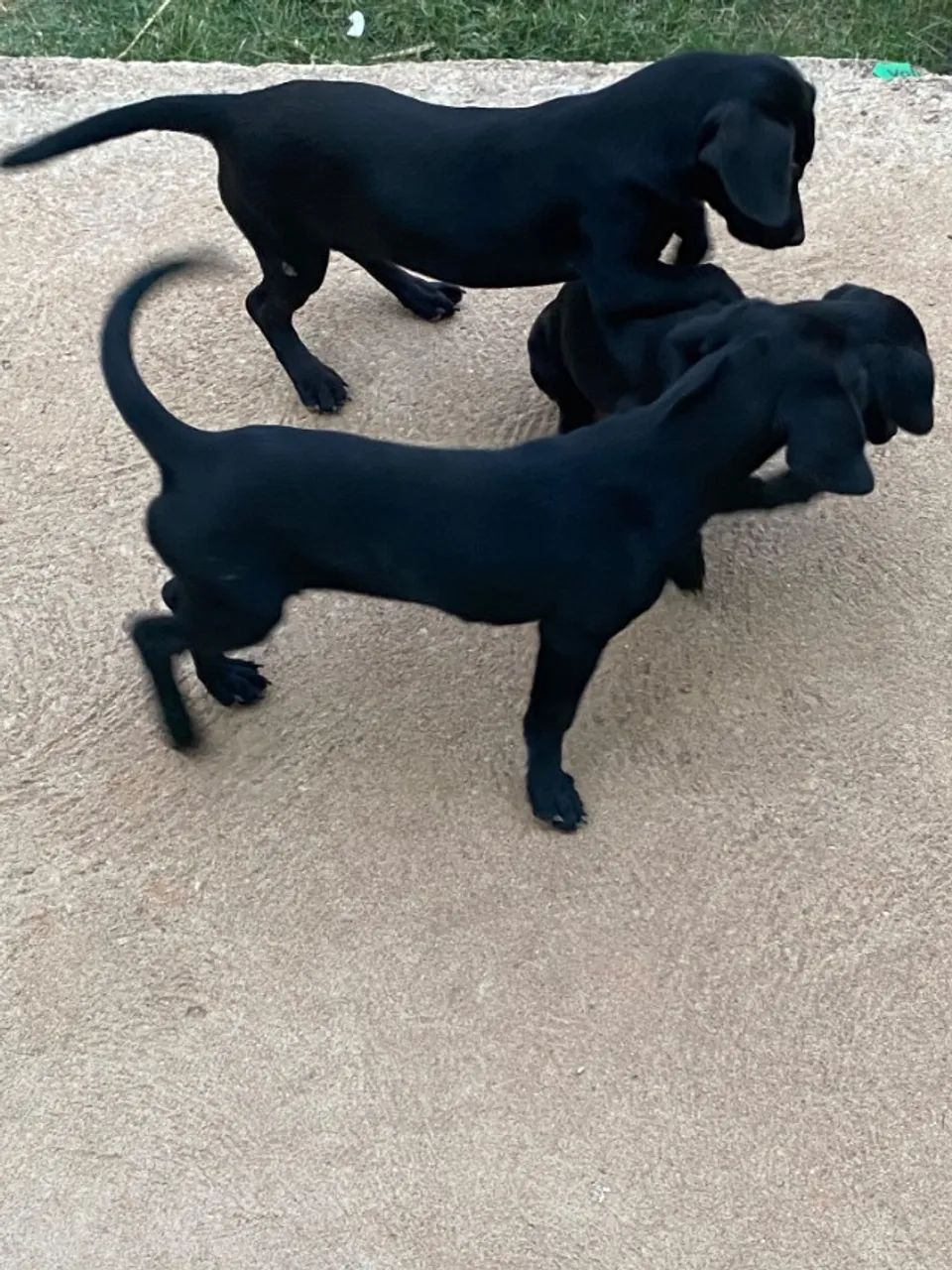 Doação de cachorro  - Foto 2