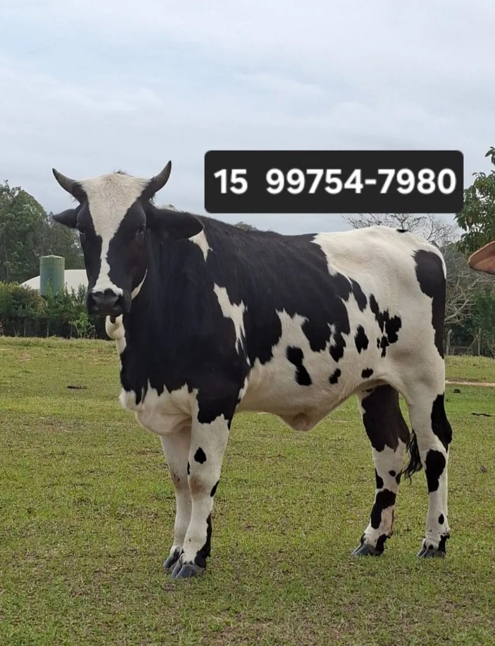 Vaca Novilha - Foto 2