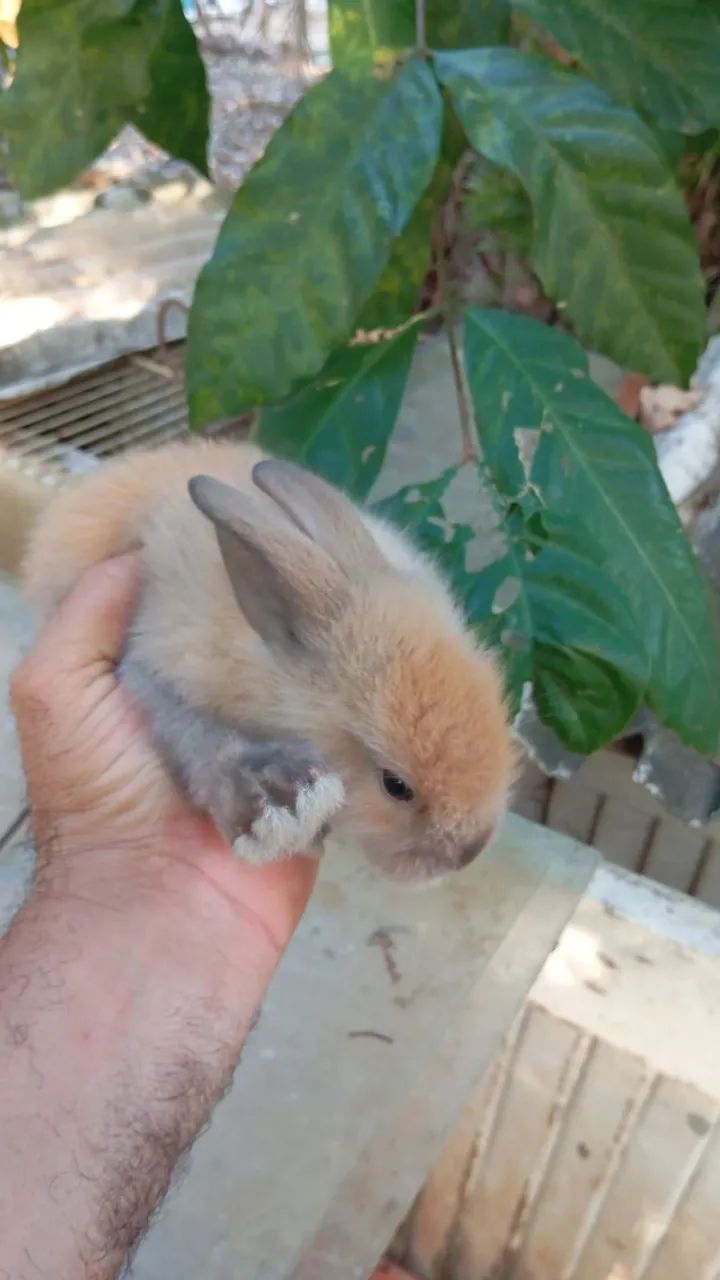 Coelho da Raça Lion Filhote - Foto 2
