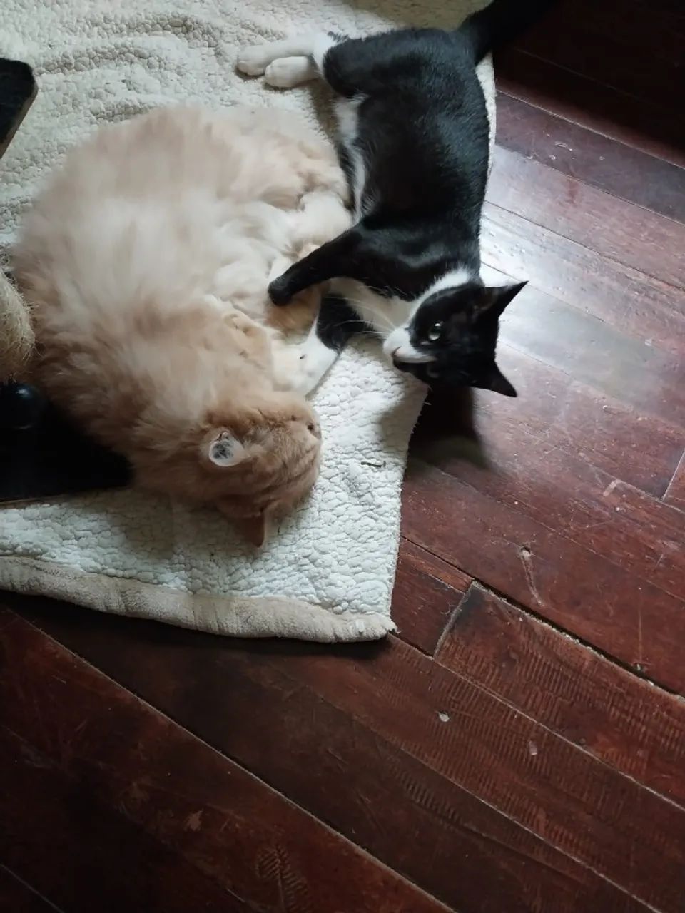 Gatinho Frajola Castrado - 1 ano - Foto 2