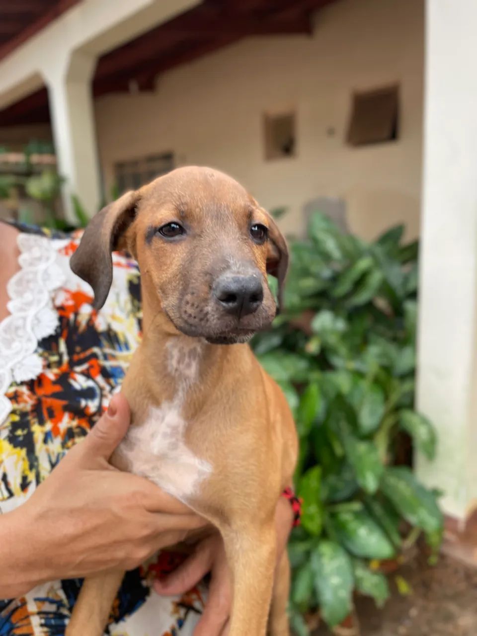 Cachorro filhote para doação - Foto 2